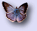 butterfly.gif (3648 bytes)